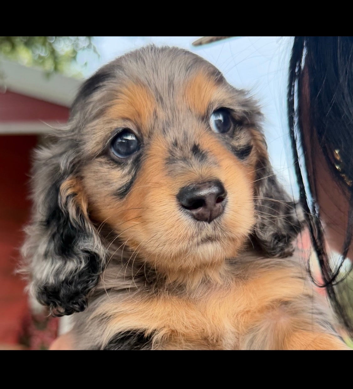 AVAILABLE PUPPIES