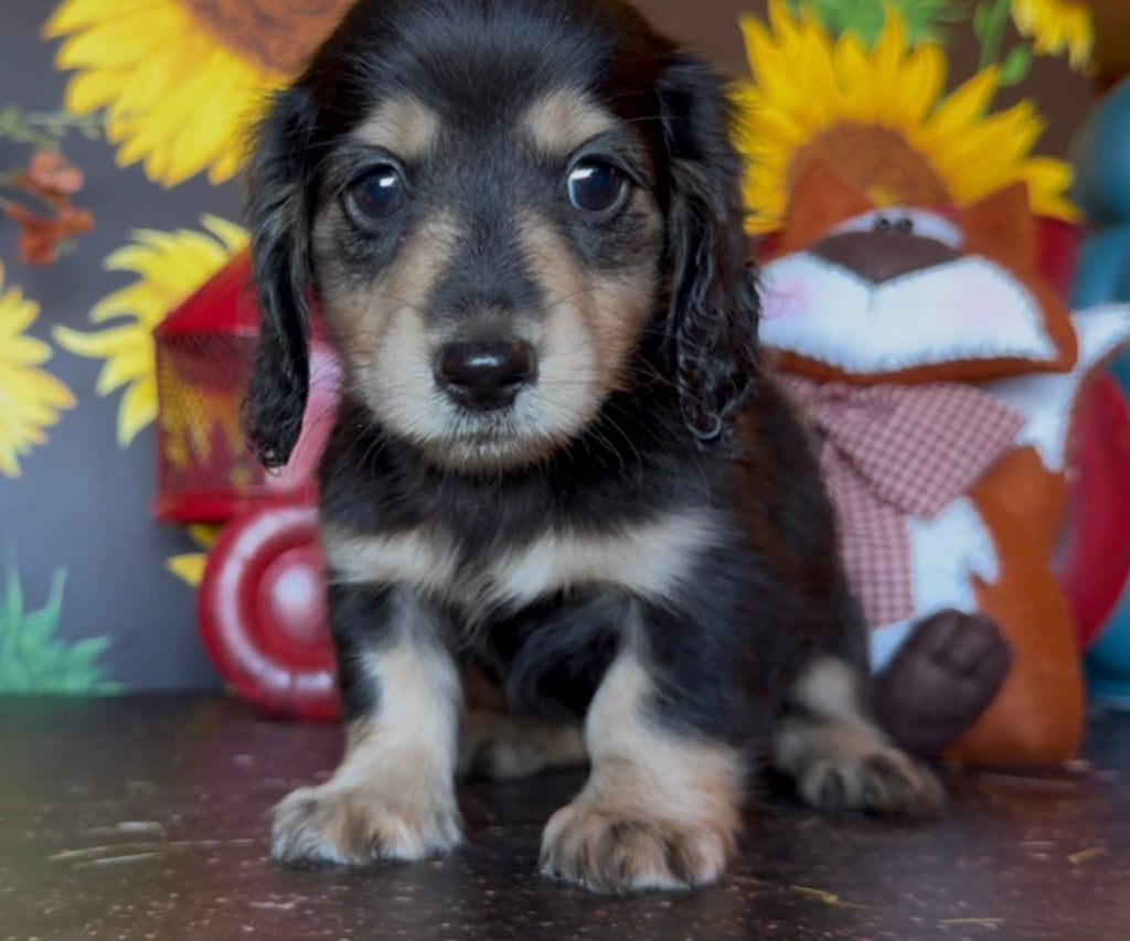 MINNIE Nonrefundable Deposit