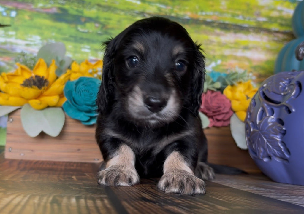 Black and tan longhair dachshund puppy with a soft coat and tan markings, listed with NONREFUNDABLE DEPOSIT terms.