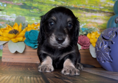 Black and tan longhair dachshund puppy with a soft coat and tan markings, listed with NONREFUNDABLE DEPOSIT terms.