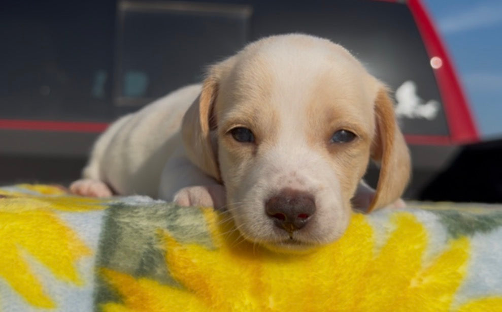 PEANUT BUTTER 💙 NONREFUNDABLE DEPOSIT