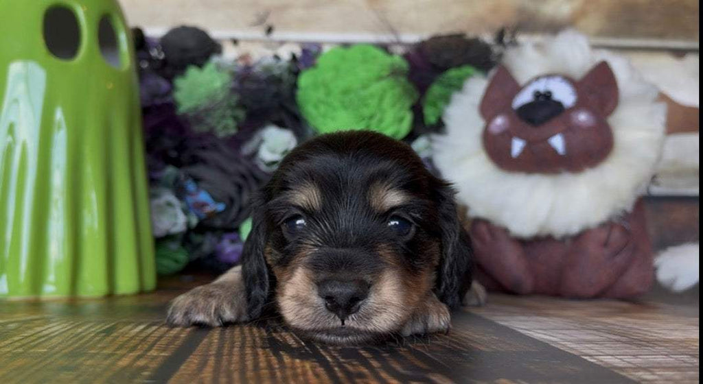 Longhaired dachshund puppy with a black-and-tan coat and floppy ears, beside a NONREFUNDABLE DEPOSIT listing.