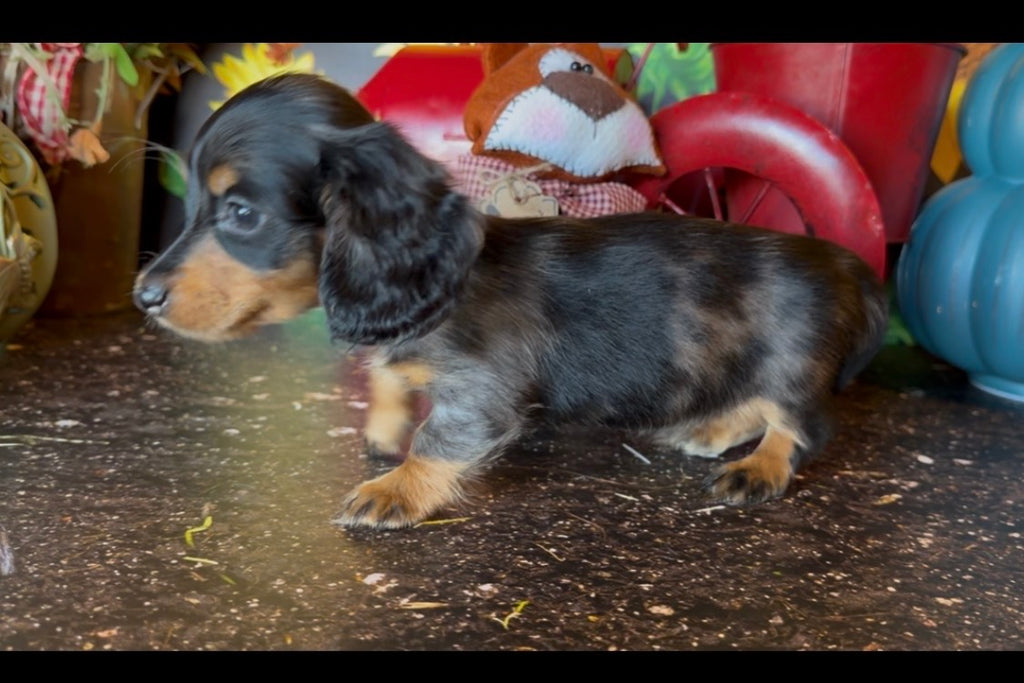 DOLLY NONREFUNDABLE DEPOSIT (Copy)