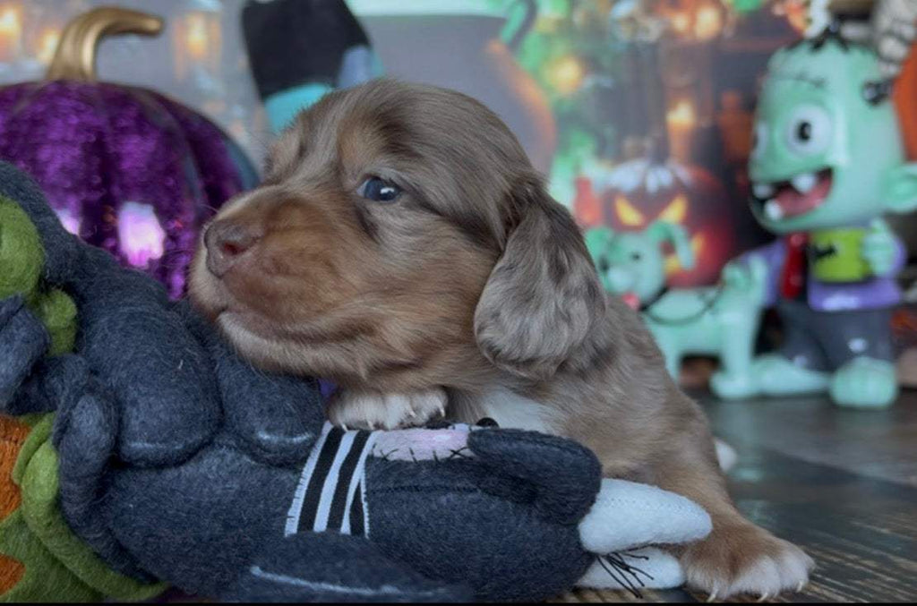 Waffles Nonrefundable Deposit