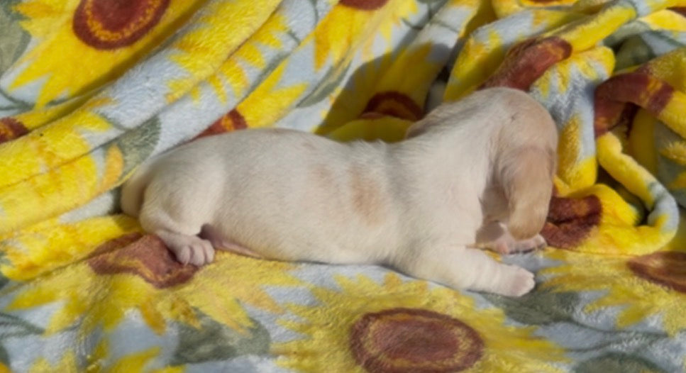 PEANUT BUTTER 💙 NONREFUNDABLE DEPOSIT