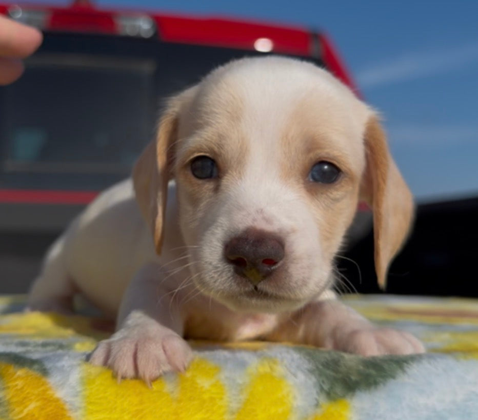 PEANUT BUTTER 💙 NONREFUNDABLE DEPOSIT