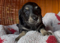 Longhaired black and cream male dachshund puppy with tan markings; NONREFUNDABLE DEPOSIT applies