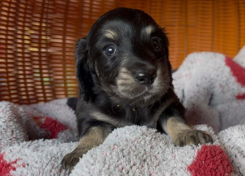 Longhaired black and cream male dachshund puppy with tan markings; NONREFUNDABLE DEPOSIT applies
