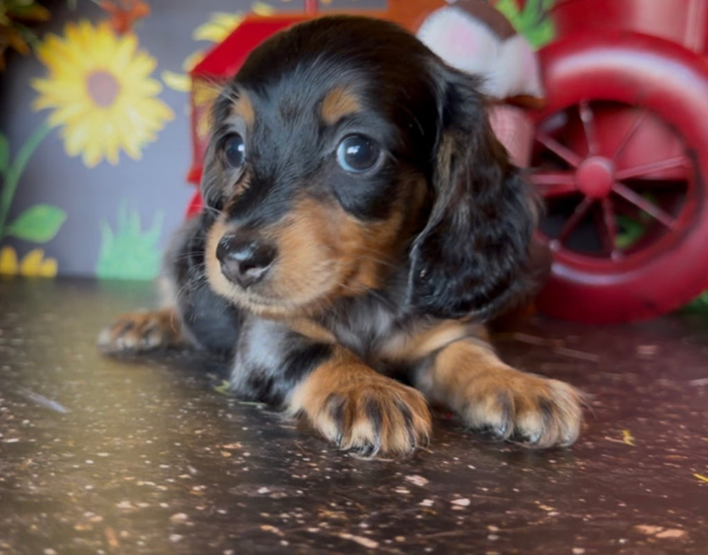 DOLLY NONREFUNDABLE DEPOSIT (Copy)
