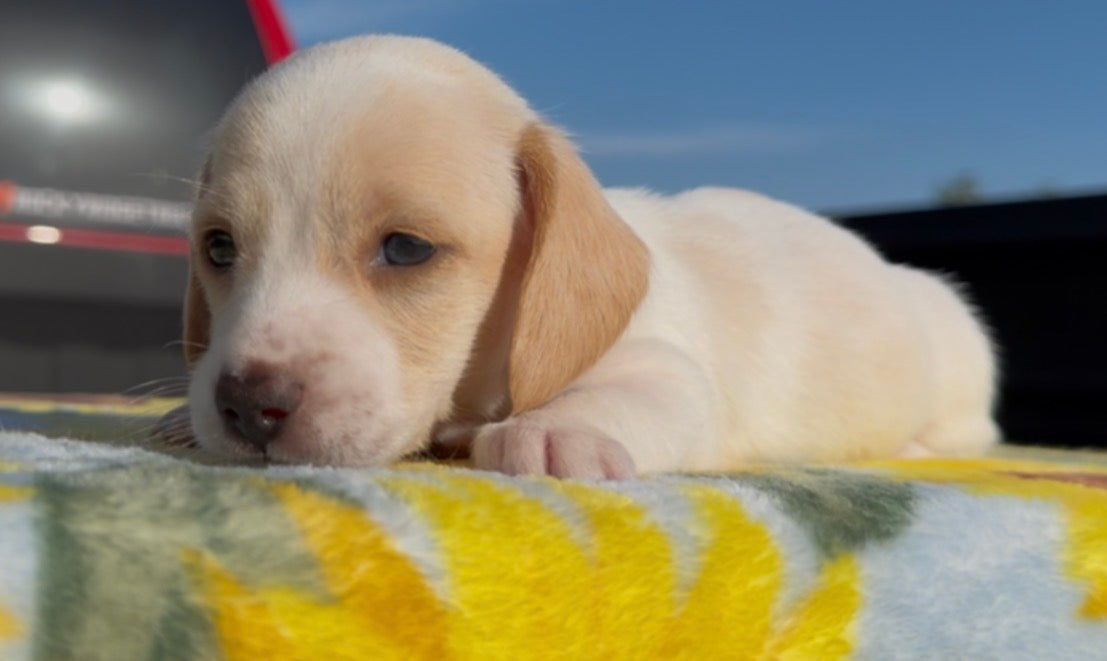 PEANUT BUTTER 💙 NONREFUNDABLE DEPOSIT