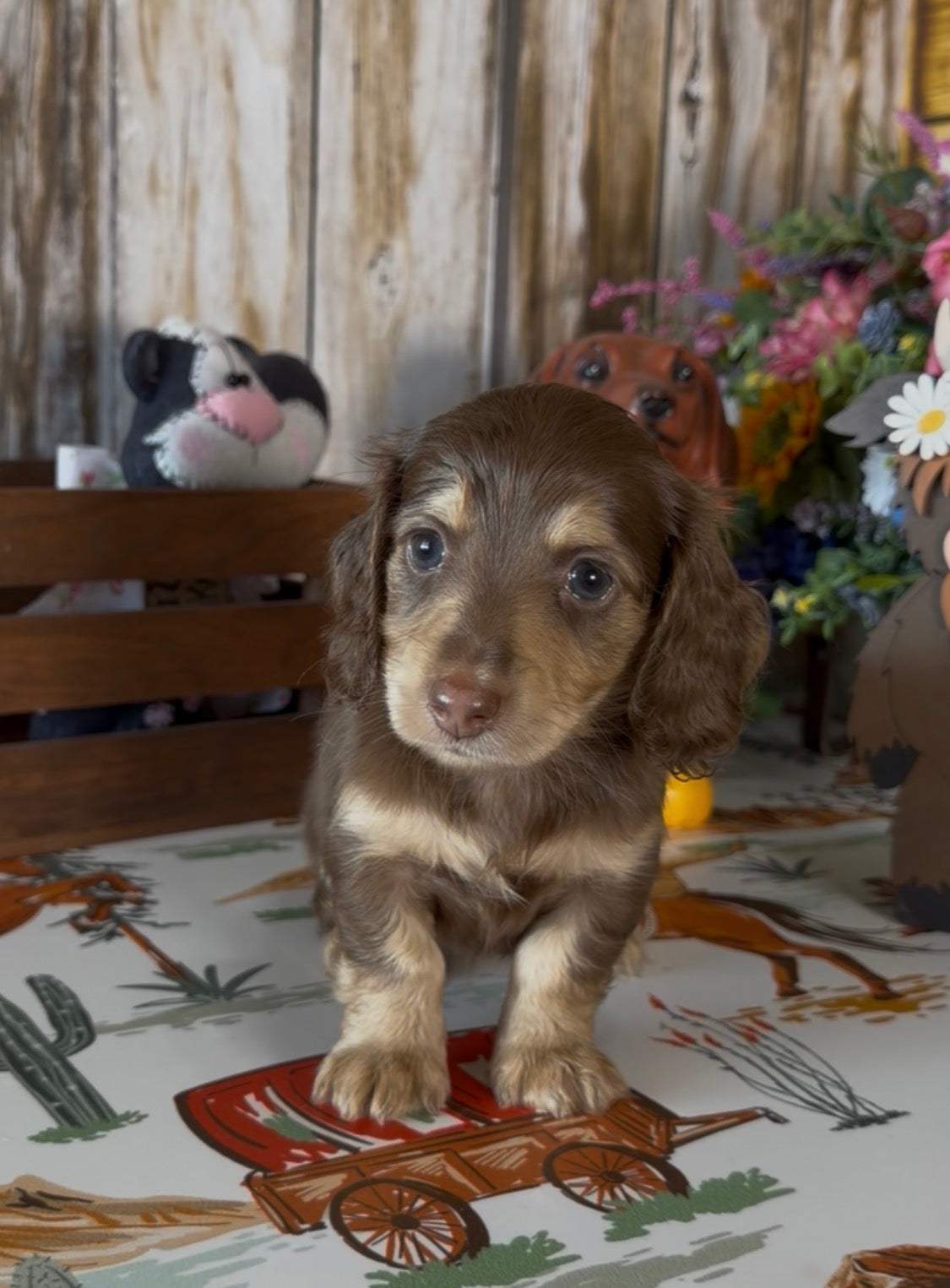 Coco Puff Nonrefundable Deposit