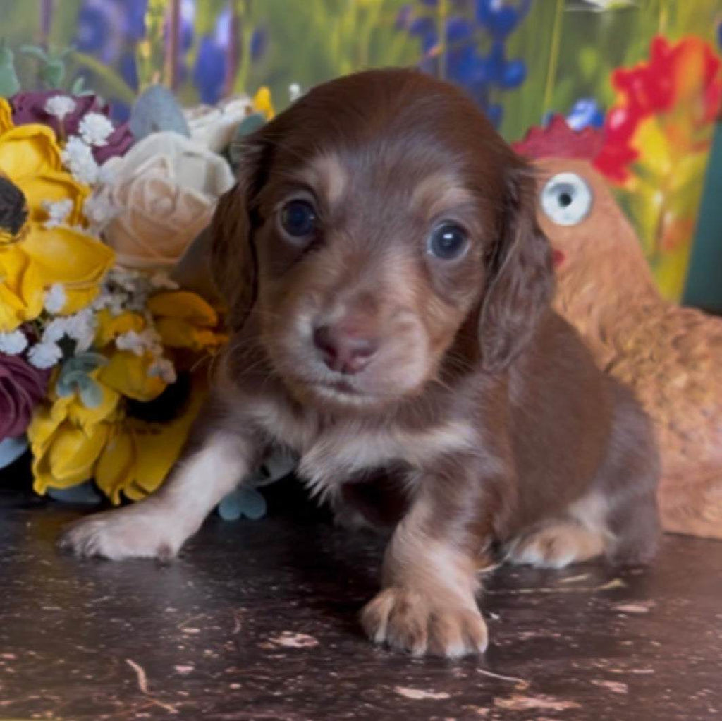 Coco Puff Nonrefundable Deposit