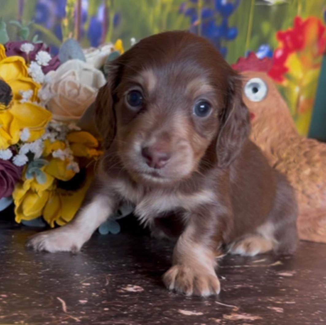 Coco Puff Nonrefundable Deposit