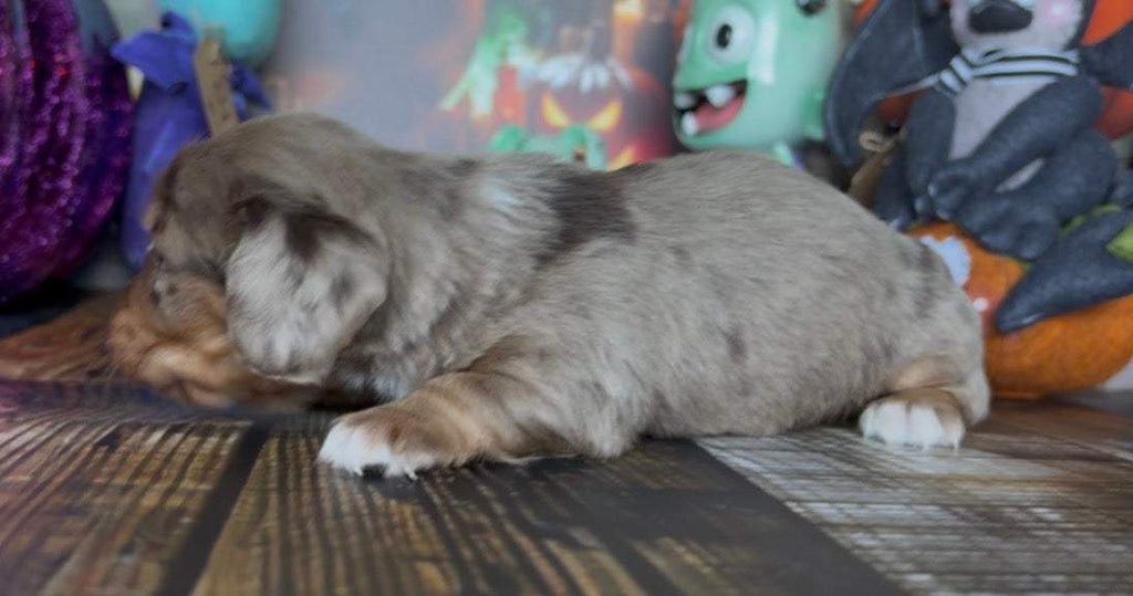 Waffles Nonrefundable Deposit