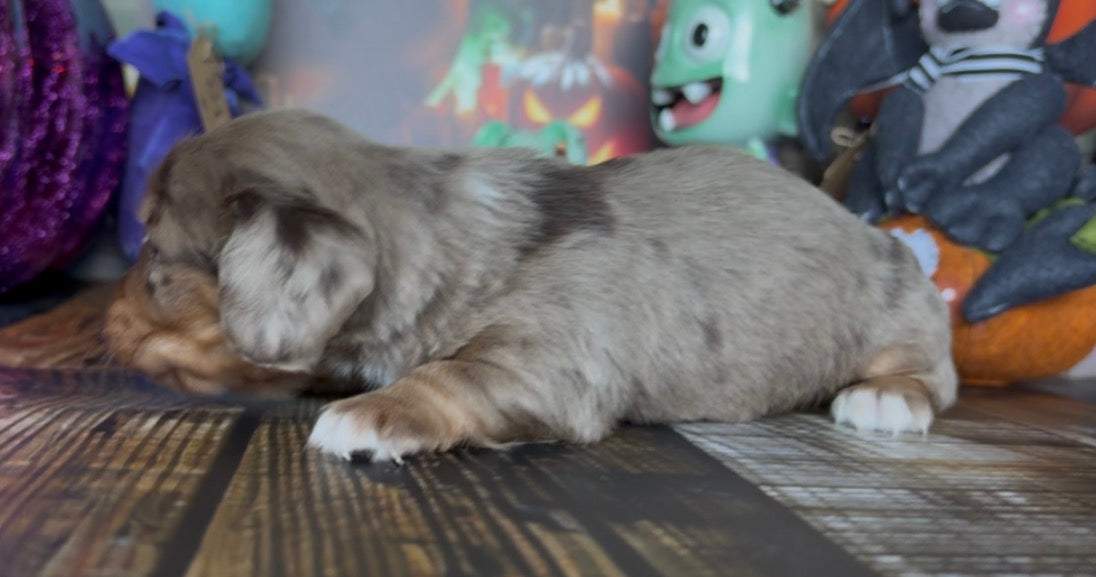Waffles Nonrefundable Deposit