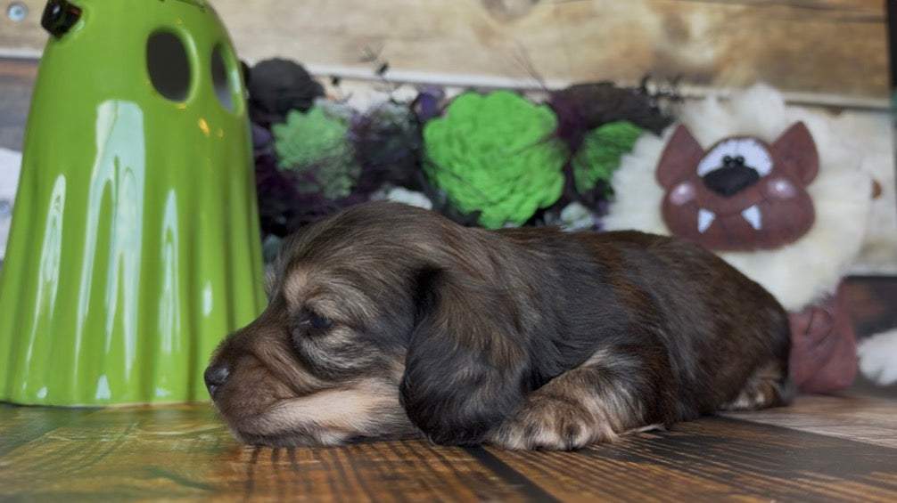 Dachshund puppy with long dark brown and tan fur, lying down beside a green ceramic garden ornament; NONREFUNDABLE DEPOSIT applies.