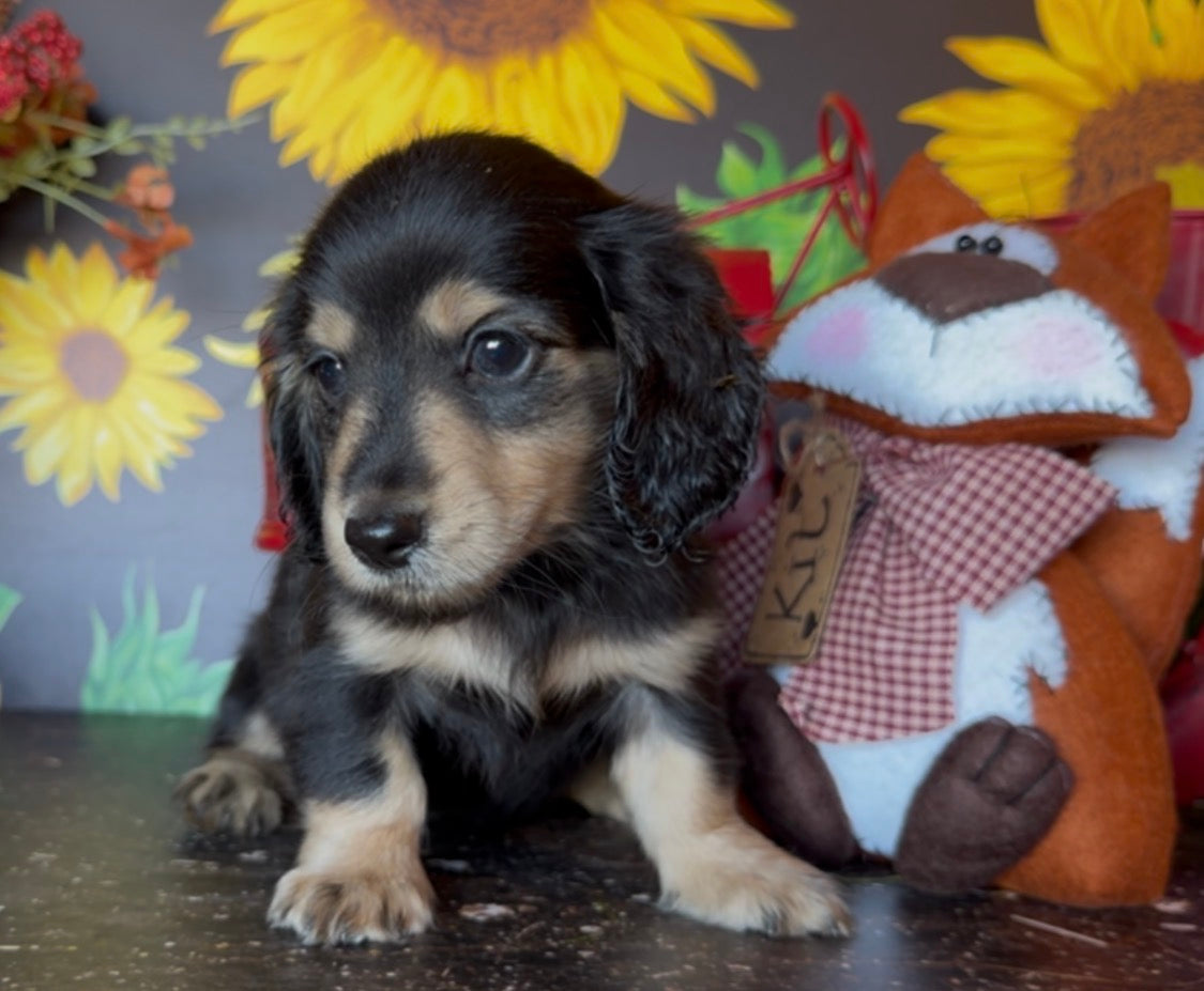 MINNIE Nonrefundable Deposit