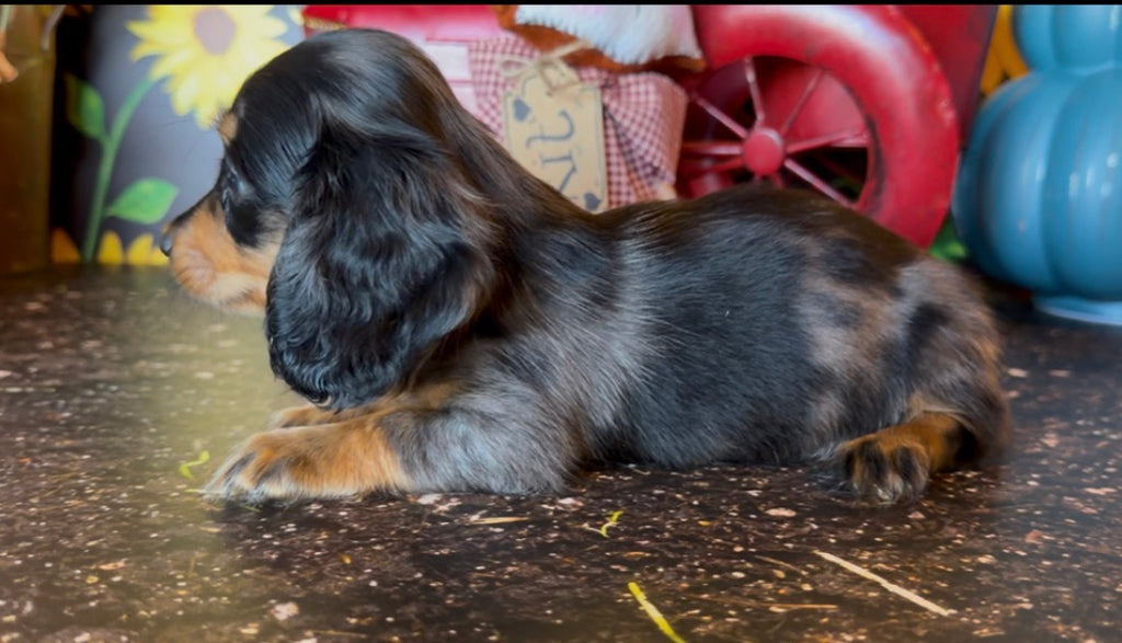 DOLLY NONREFUNDABLE DEPOSIT (Copy)