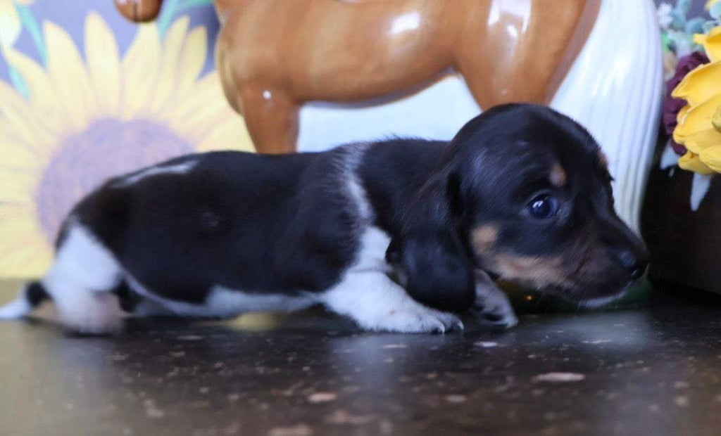 Bubbalicious 💙 NONREFUNDABLE DEPOSIT
