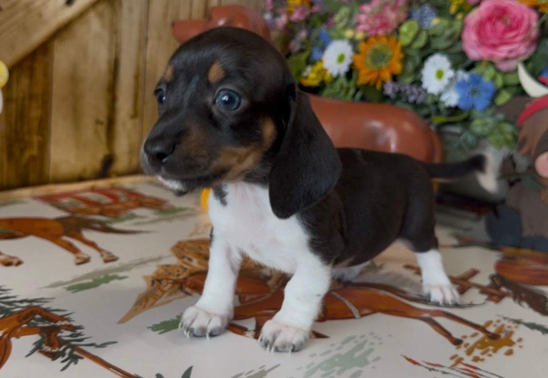 Bubbalicious 💙 NONREFUNDABLE DEPOSIT