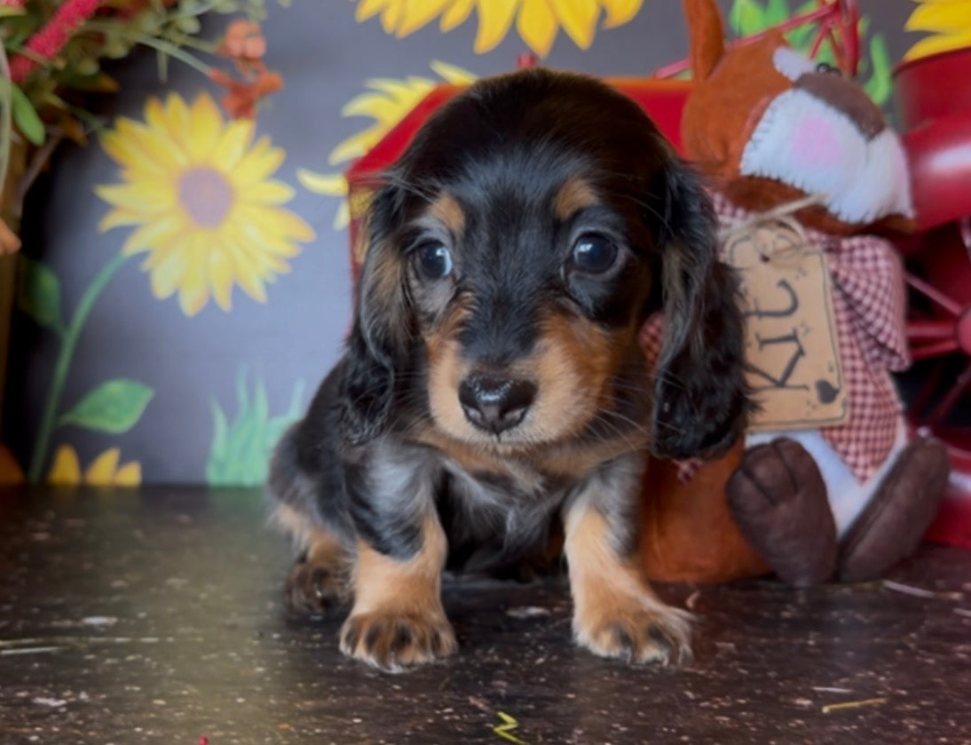 DOLLY NONREFUNDABLE DEPOSIT (Copy)