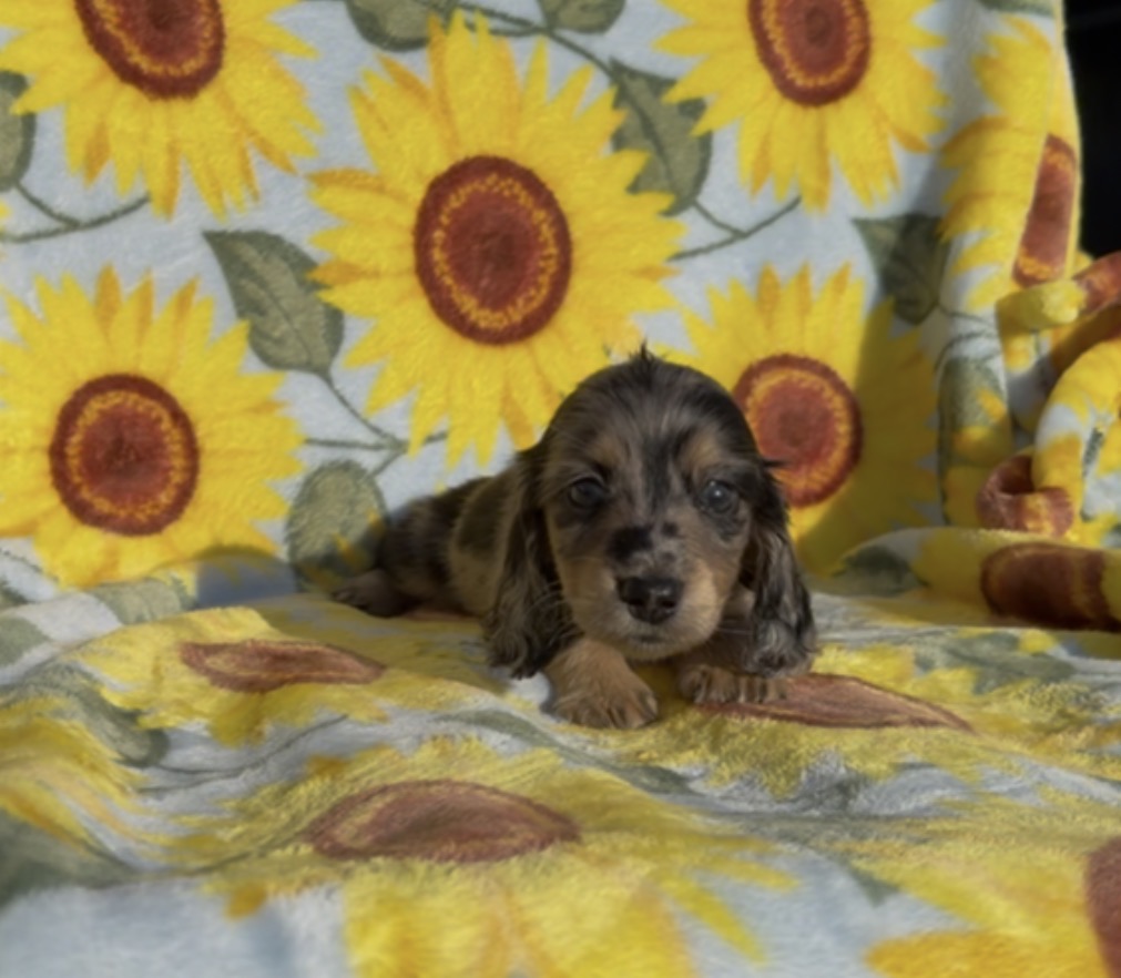 BANANA CHIP 💛NONREFUNDABLE DEPOSIT