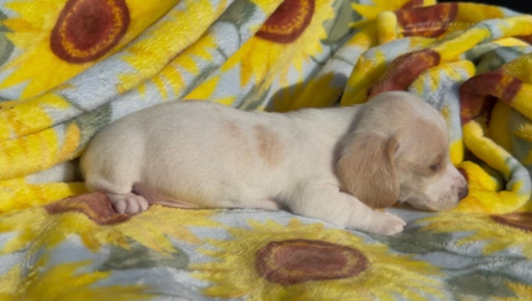 PEANUT BUTTER 💙 NONREFUNDABLE DEPOSIT