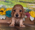 Red longhair dachshund puppy with floppy ears and a black nose, featured with NONREFUNDABLE DEPOSIT listing.