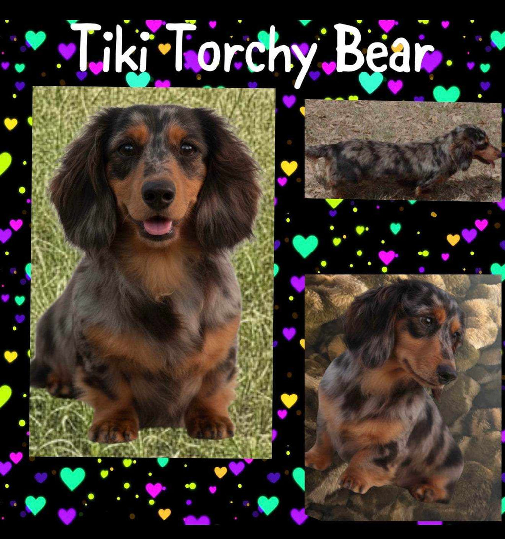 Puppy deposit listing with a black-and-tan dapple longhaired dachshund shown in three photos; NONREFUNDABLE DEPOSIT applies.