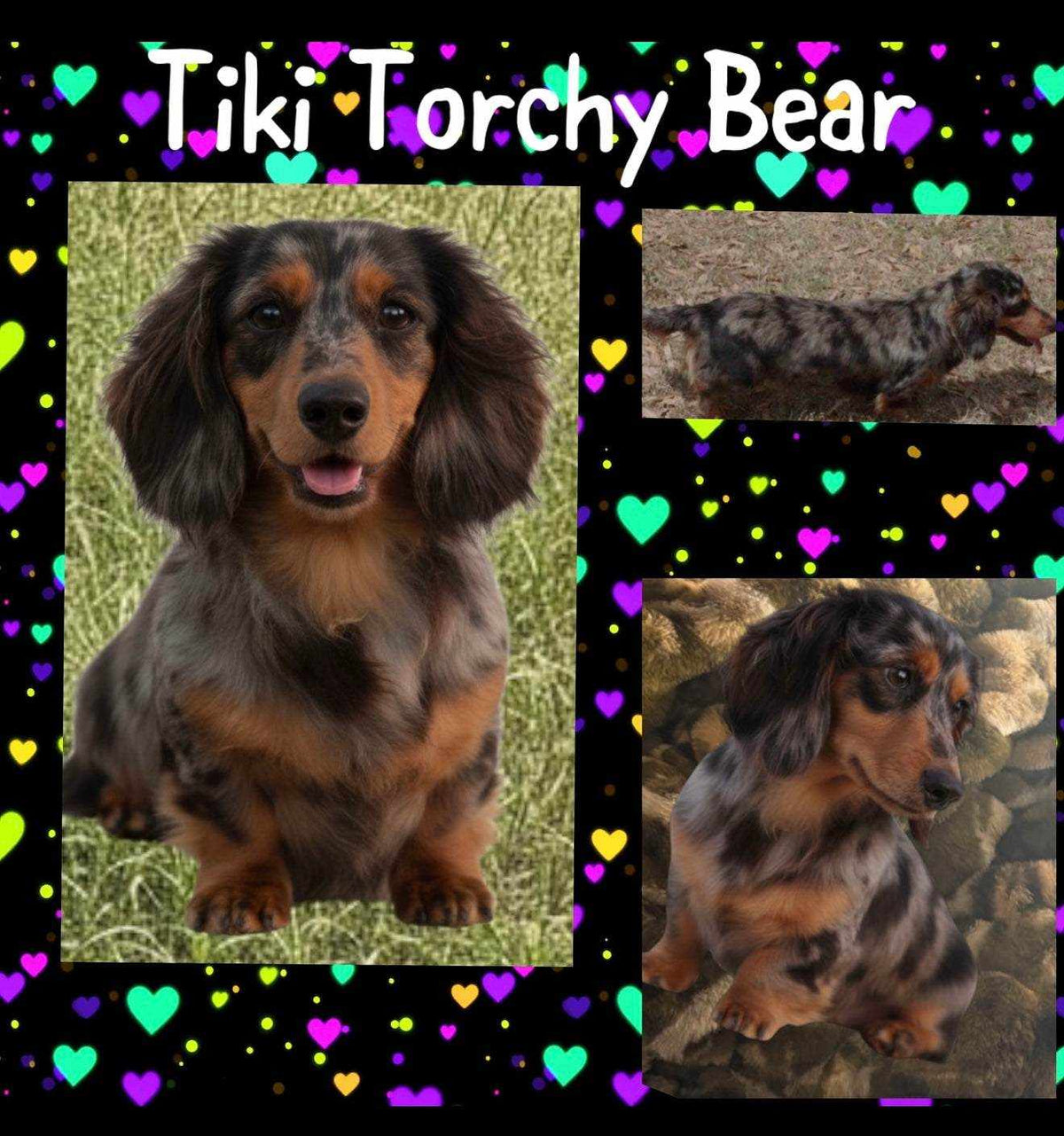 Puppy deposit listing with a black-and-tan dapple longhaired dachshund shown in three photos; NONREFUNDABLE DEPOSIT applies.