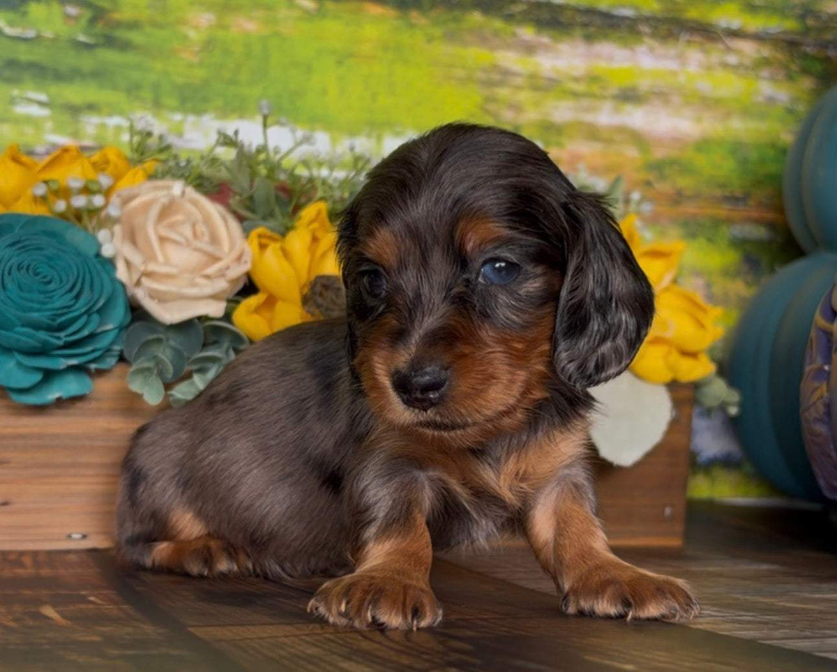 Dachshund puppy NONREFUNDABLE DEPOSIT, black and tan dapple longhair coat with floppy ears and bright eyes.