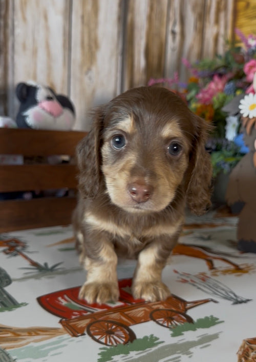 Coco Puff Nonrefundable Deposit