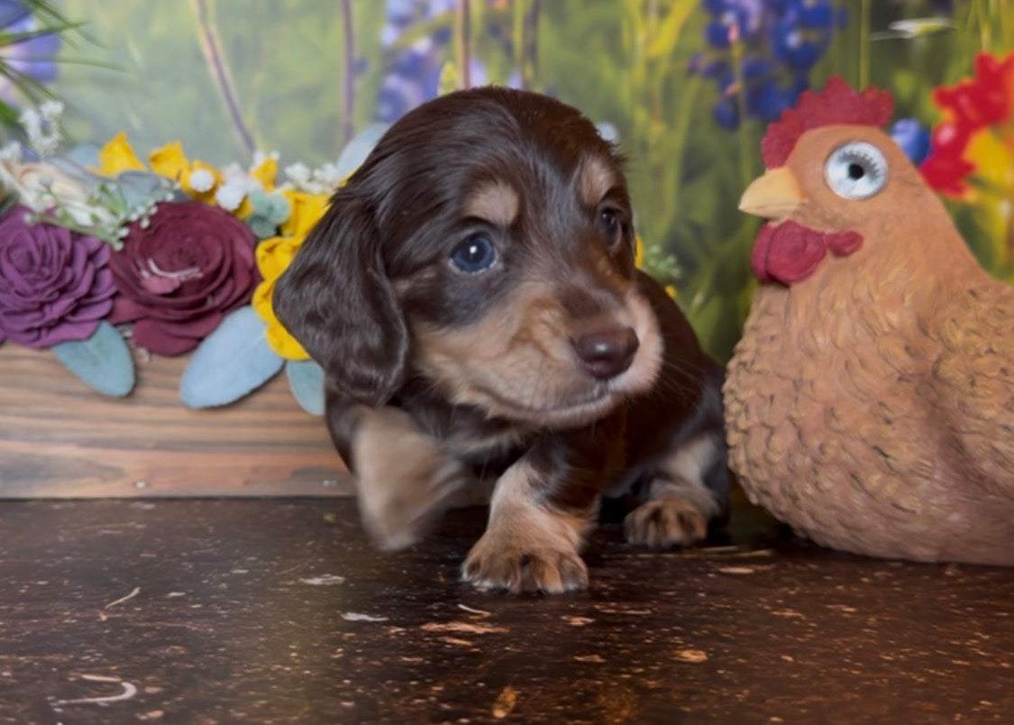 Chocolate and cream longhair female puppy available with nonrefundable deposit