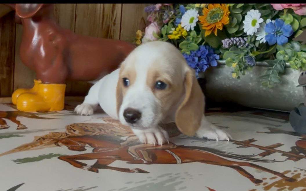 PEANUT BUTTER 💙 NONREFUNDABLE DEPOSIT