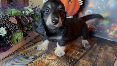 Merlin Nonrefundable Deposit 🎃 PICK ME UP TODAY