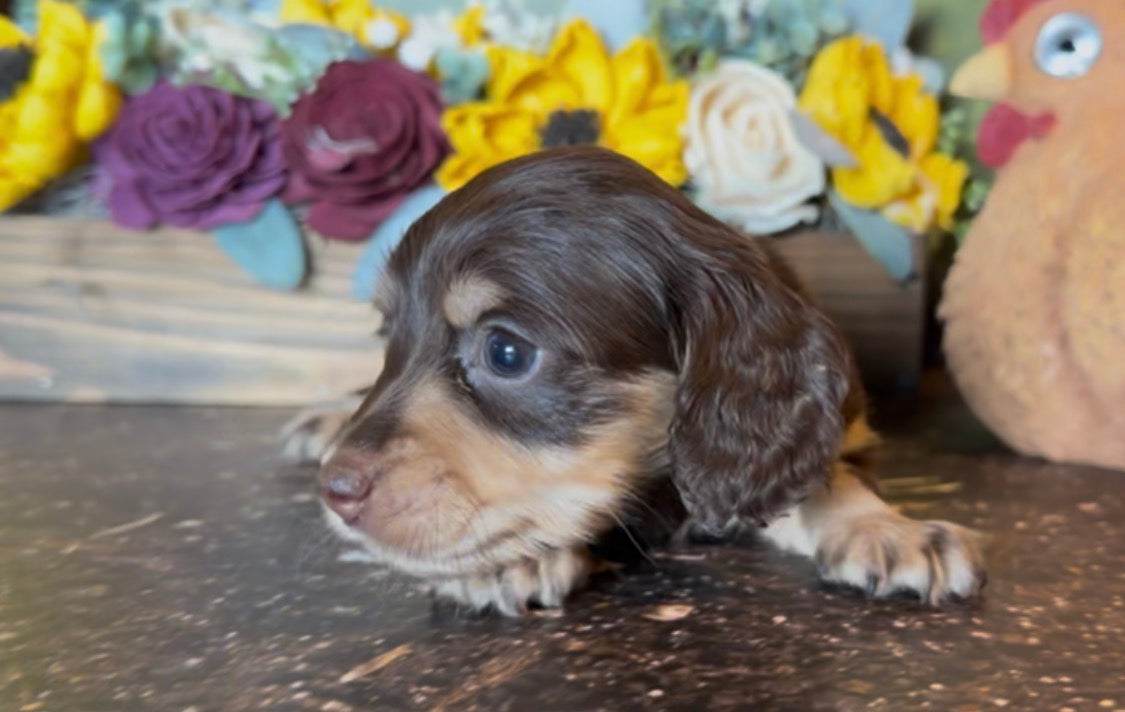Hershey Nonrefundable Deposit