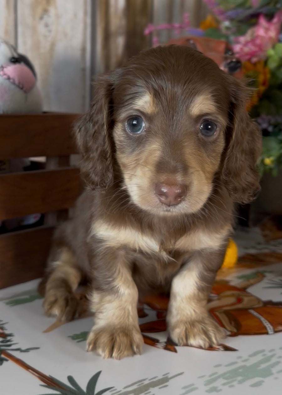 Coco Puff Nonrefundable Deposit