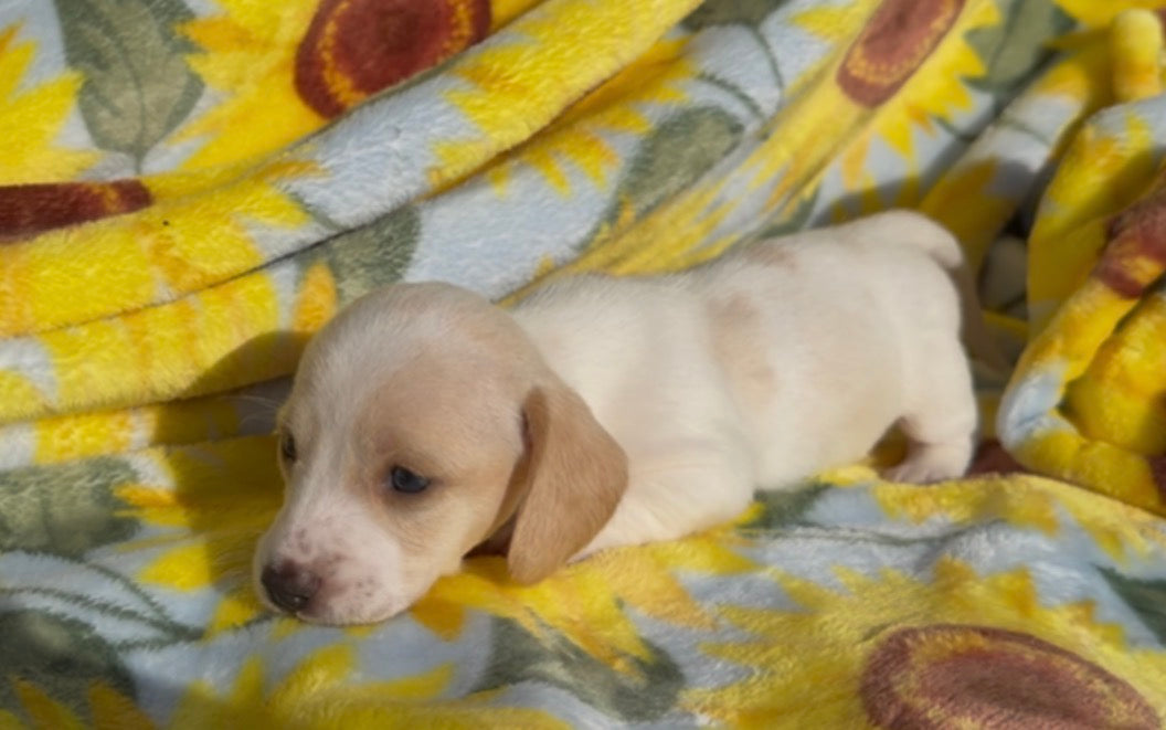 PEANUT BUTTER 💙 NONREFUNDABLE DEPOSIT