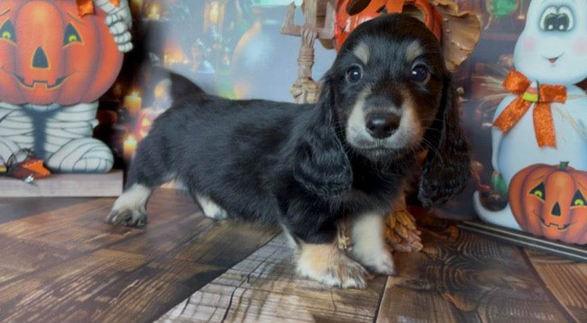 Merlin Nonrefundable Deposit 🎃 PICK ME UP TODAY