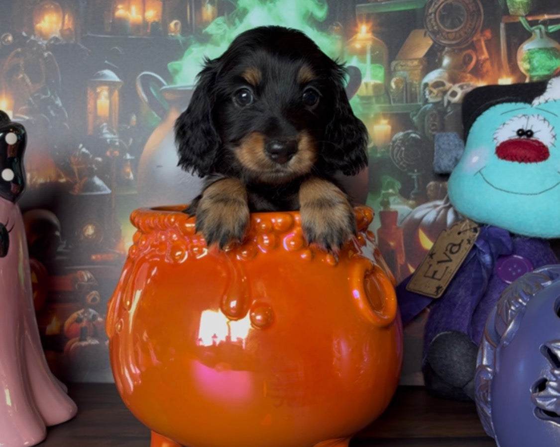 Scaredy Pants Nonrefundable Deposit