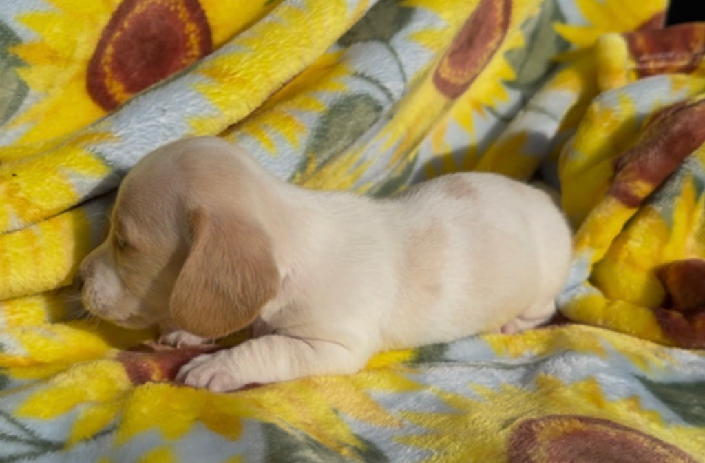 PEANUT BUTTER 💙 NONREFUNDABLE DEPOSIT