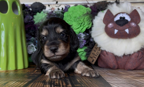 Dachshund puppy with a black and tan long-haired coat, resting beside a plush toy; NONREFUNDABLE DEPOSIT applies.