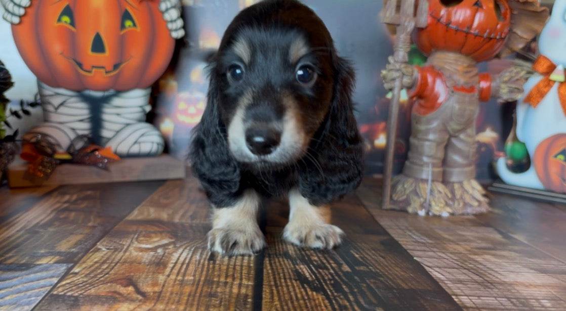 Merlin Nonrefundable Deposit 🎃 PICK ME UP TODAY