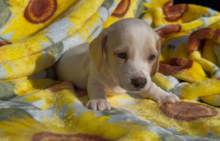 PEANUT BUTTER 💙 NONREFUNDABLE DEPOSIT