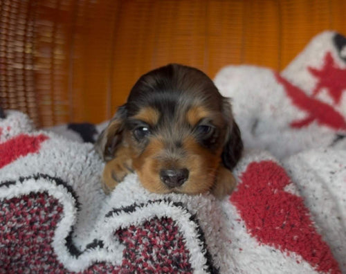 Dachshund puppy, black and tan longhair with a dapple pattern, featured for NONREFUNDABLE DEPOSIT