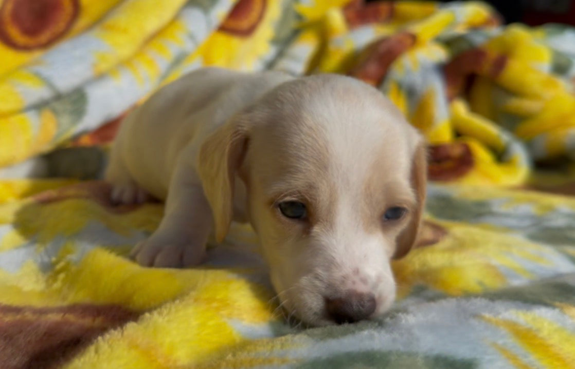 PEANUT BUTTER 💙 NONREFUNDABLE DEPOSIT