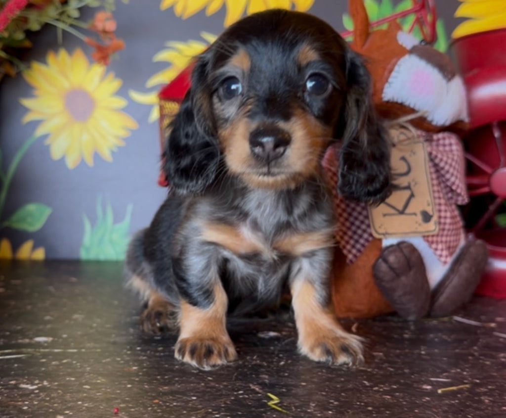 DOLLY NONREFUNDABLE DEPOSIT (Copy)