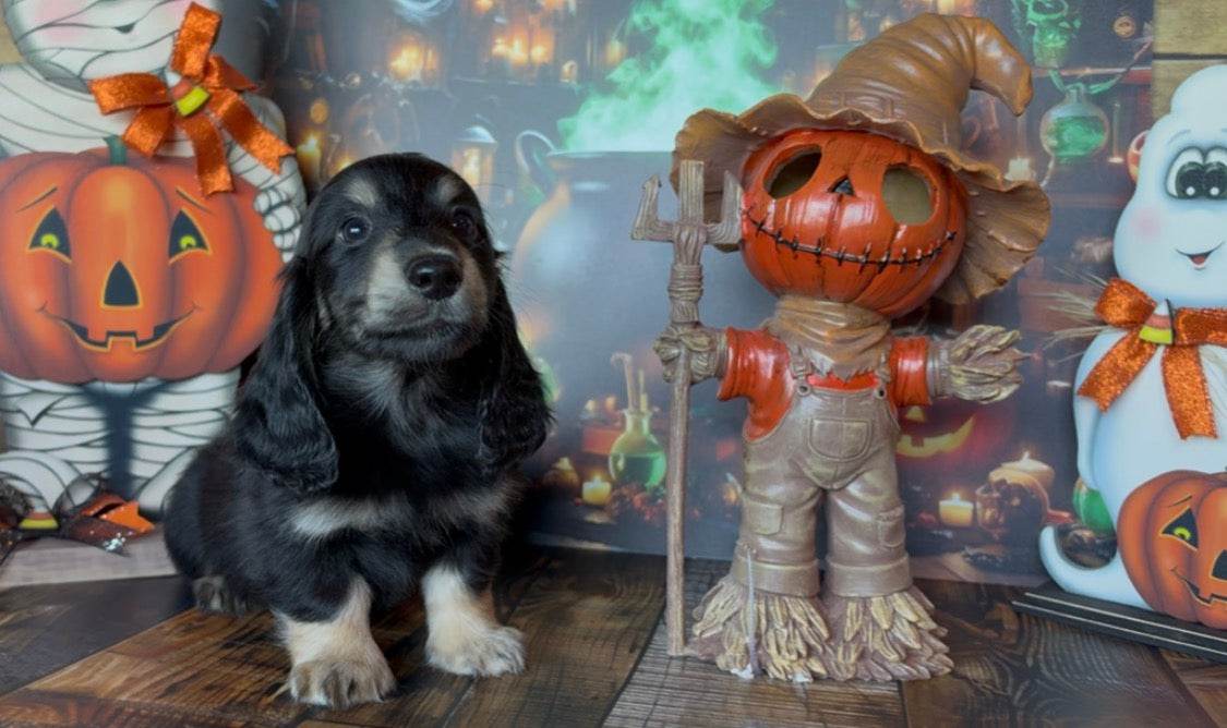 Merlin Nonrefundable Deposit 🎃 PICK ME UP TODAY