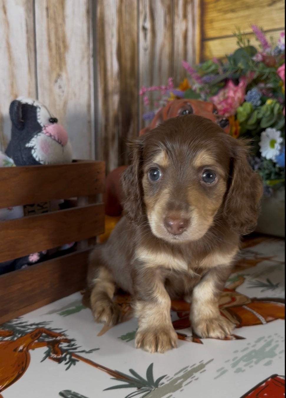 Coco Puff Nonrefundable Deposit