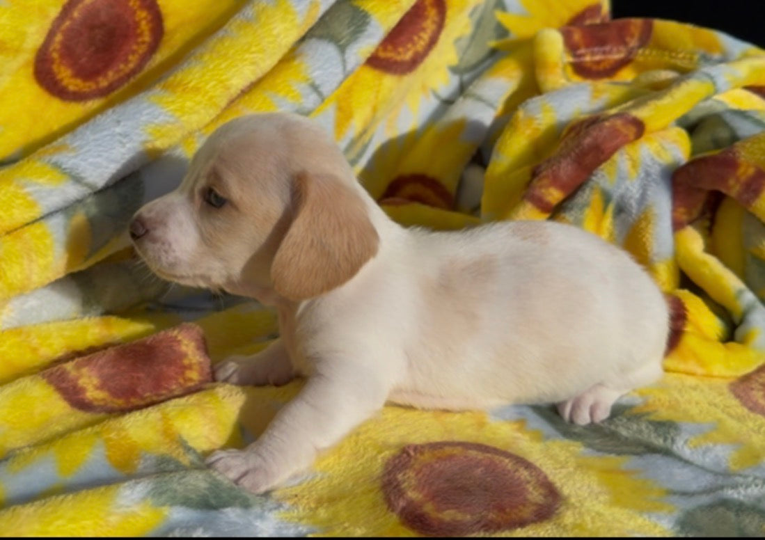 PEANUT BUTTER 💙 NONREFUNDABLE DEPOSIT